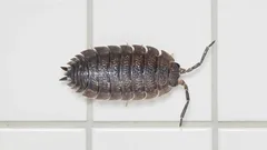 Kellerasseln bekämpfen ohne Gift: Die besten Hausmittel und Profi-Tipps