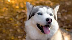 Ungehorsamer Hund? Warum oft das Trainingskonzept – nicht die Rasse – das Problem ist