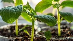 Im Dezember säen und im Frühjahr ernten: 4 Pflanzen für die frühe Aussaat